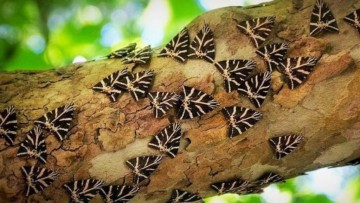 Η Κοιλάδα των Πεταλούδων