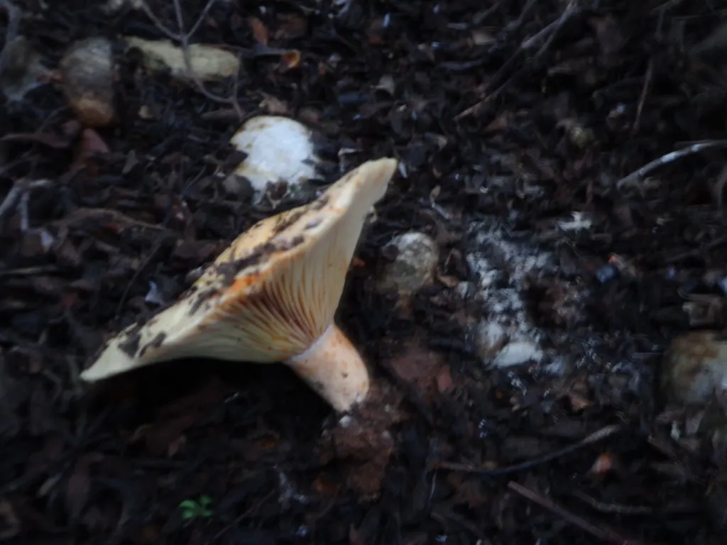 Μανίτες : Τα άγρια μανιτάρια της Ρόδου και η ιστορία τους