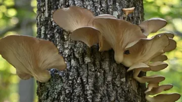 Pleurotus mushrooms are deleted from the vegetarian options, as they kill and eat worms