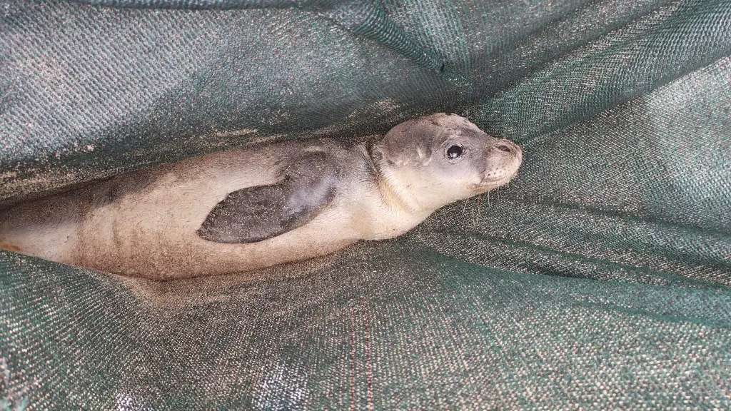 Rhodes: A Monachus Monachus seal was found by citizens on the beach of Kolymbia