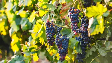 The Remarkable Wines of Rhodes: A Guide to the Island's Rich History and Diverse Varieties