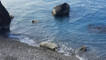 Ρόδος: Η θάλασσα «ξέβρασε» στην παραλία νεκρή αγελάδα στην παραλία της Ψαροπούλας 
