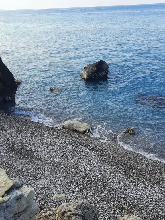 Νεκρή αγελάδα στις Κάτω Πέτρες