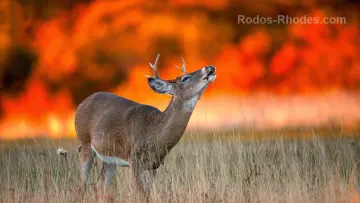 Rhodes fire burning at three fronts, in largest evacuation operation ever in Greece