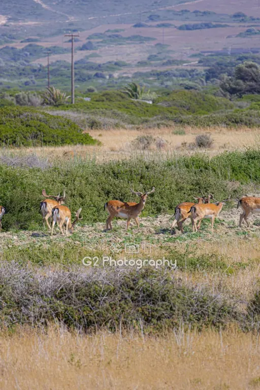 The Dama Dama of Rhodes: The Living Legend and Symbol of the Island