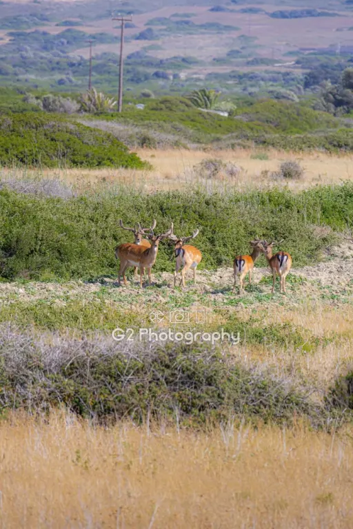 The Dama Dama of Rhodes: The Living Legend and Symbol of the Island