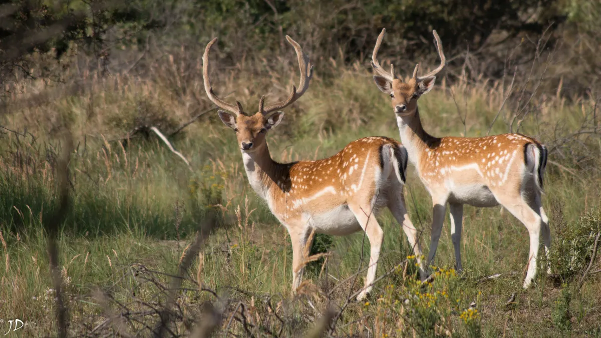 The Dama Dama of Rhodes: The Living Legend and Symbol of the Island