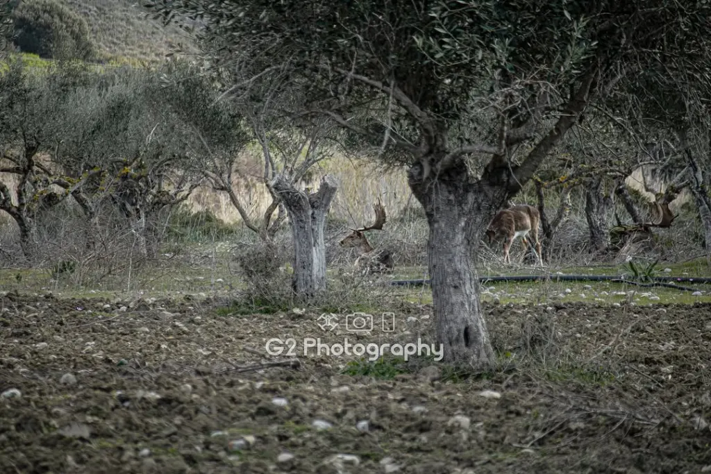 The Dama Dama of Rhodes: The Living Legend and Symbol of the Island